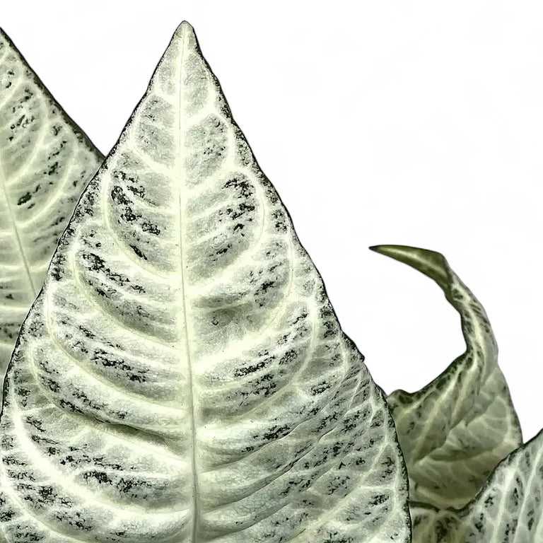 Aphelandra squarrosa ‘White Wash’ (Zebra Plant)