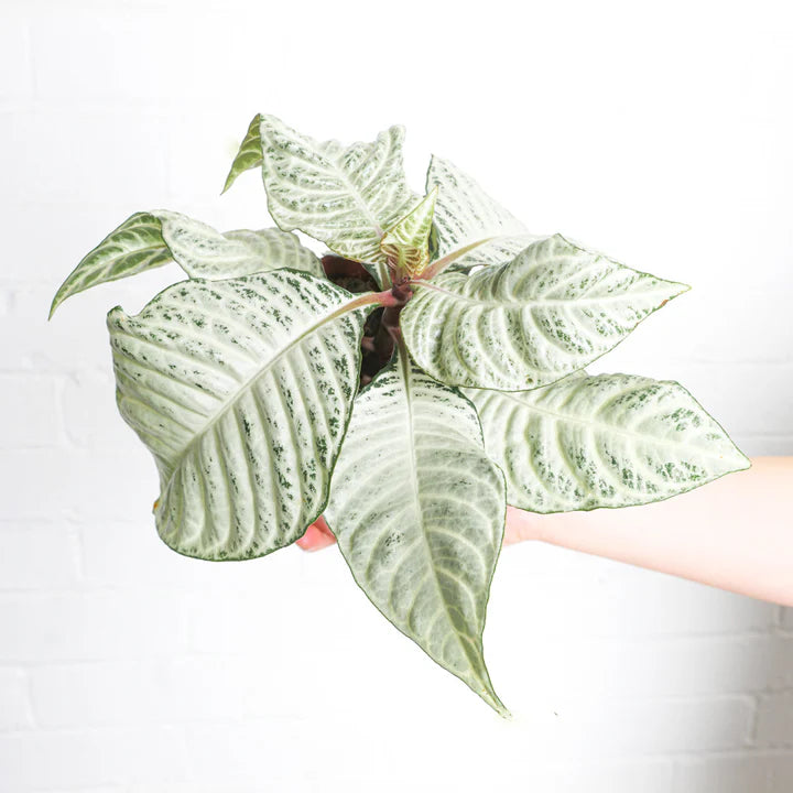 Aphelandra ‘White Wash’ (Zebra Plant Hybrid)