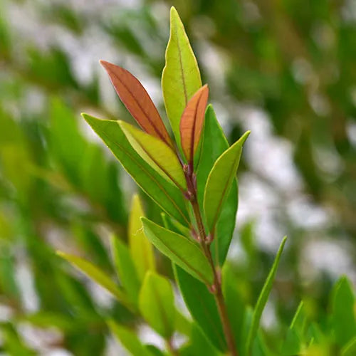 Detailed view of the bronzy-red new foliage of Acmena Smithii 'Minor', transitioning into glossy green leaves.