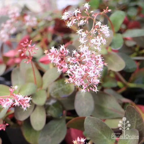 Crassula Multicava 'Purple Dragon' (Purple Dragon Fairy Crassula)