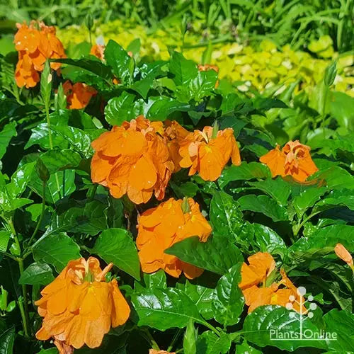 Crossandra infundibuliformis ‘Fireglow’ (Firecracker Flower)