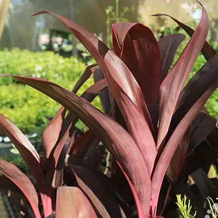 Cordyline fruticosa ‘Firestorm’ (Cordyline Firestorm)