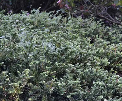 Juniperus taxifolia Lutchuensis (Juniper Groundcover)