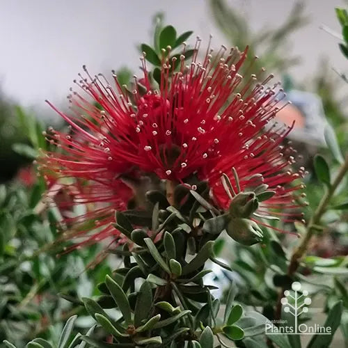 Kunzea baxteri (Scarlet Kunzea)