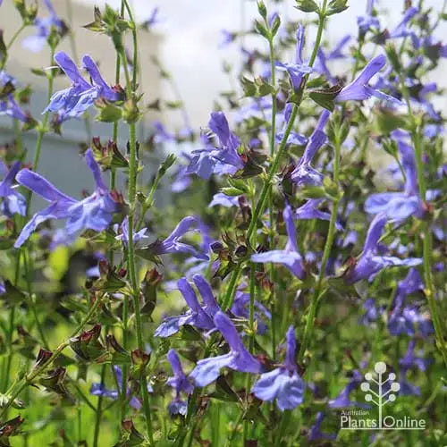 Salvia 'African Sky' (African Sky Sage)