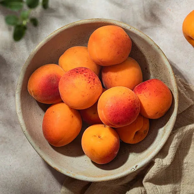 DWARF | Prunus Armeniaca (Apricot Fireball)