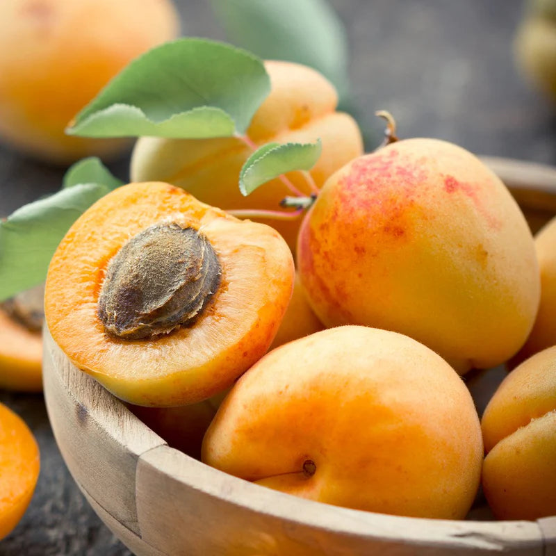 Prunus Armeniaca (Apricot Trevatt)