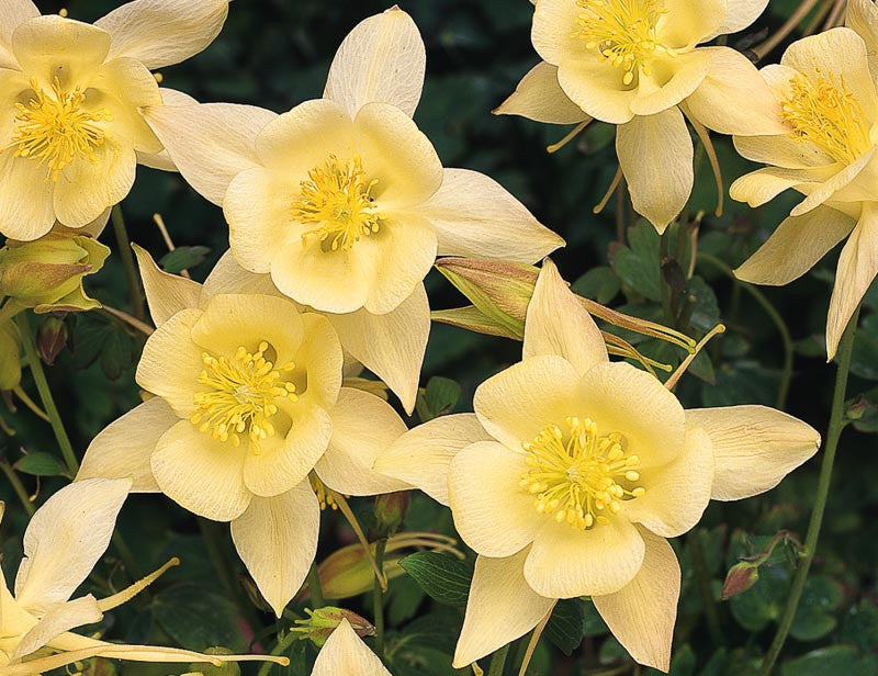 Aquilegia Chrysantha ‘Goldfinch’ (Goldfinch Columbine)