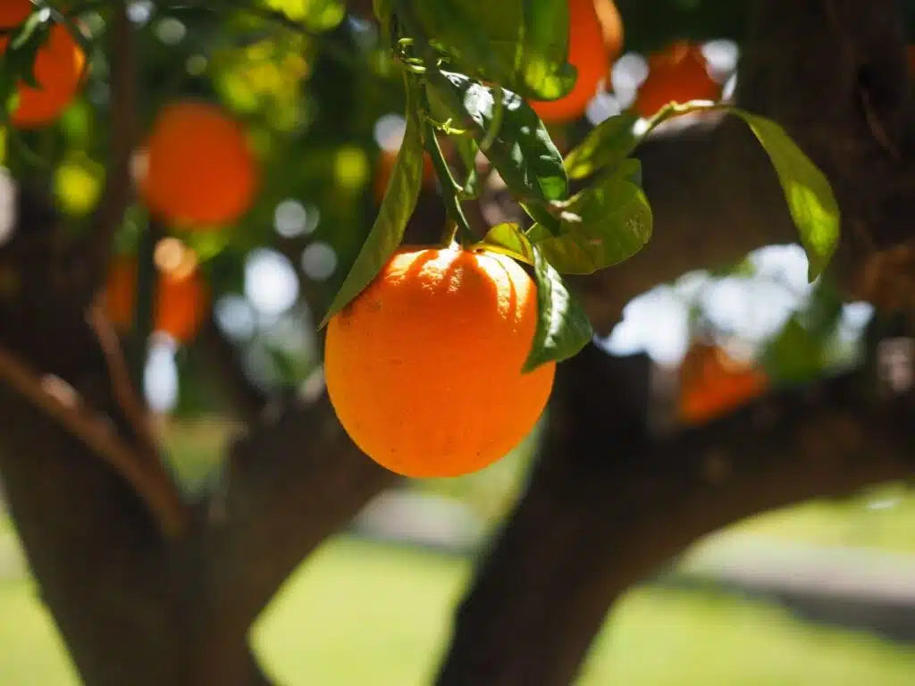 Citrus sinensis (Orange Navelina)