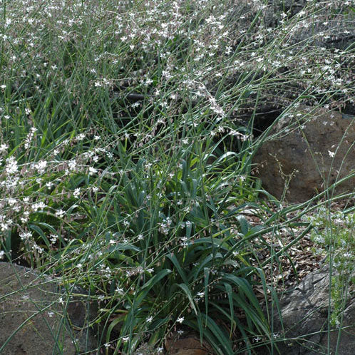 Arthropodium Milleflorum (Vanilla Lily)