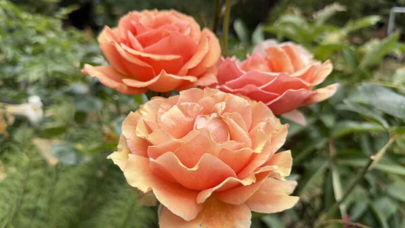 Rosa ‘Ashram’ (Hybrid Tea Rose)