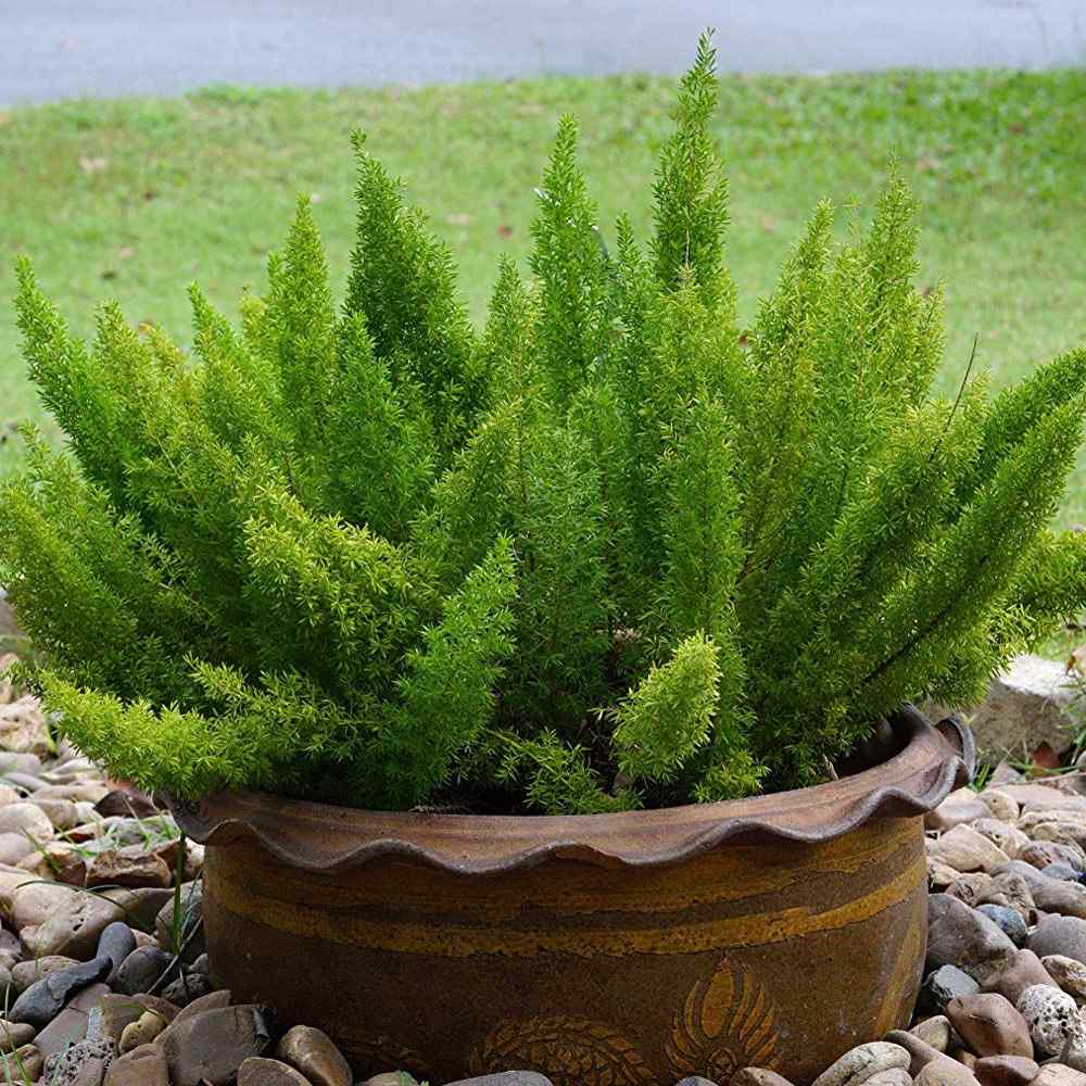 Asparagus Meyeri (Foxtail Fern)