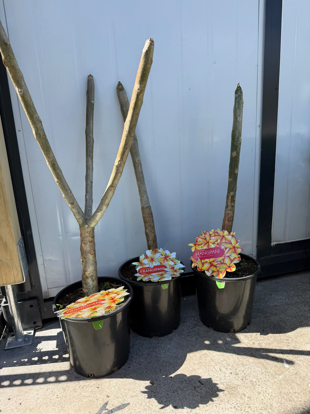 Plumeria Rubra (Assorted Frangipani) CLEARANCE