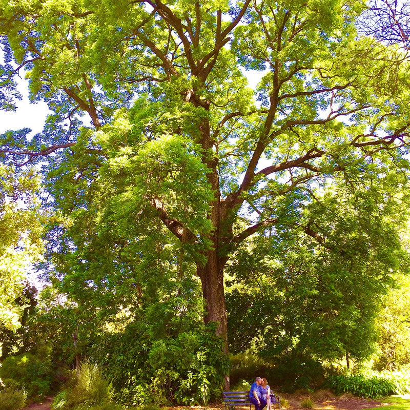 Toona Ciliata (Australian Red Cedar)