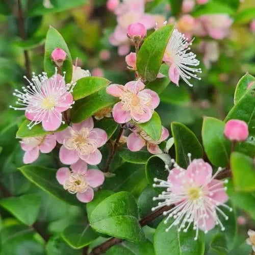 Austromyrtus dulcis ‘Blush’ – Midgen Berry
