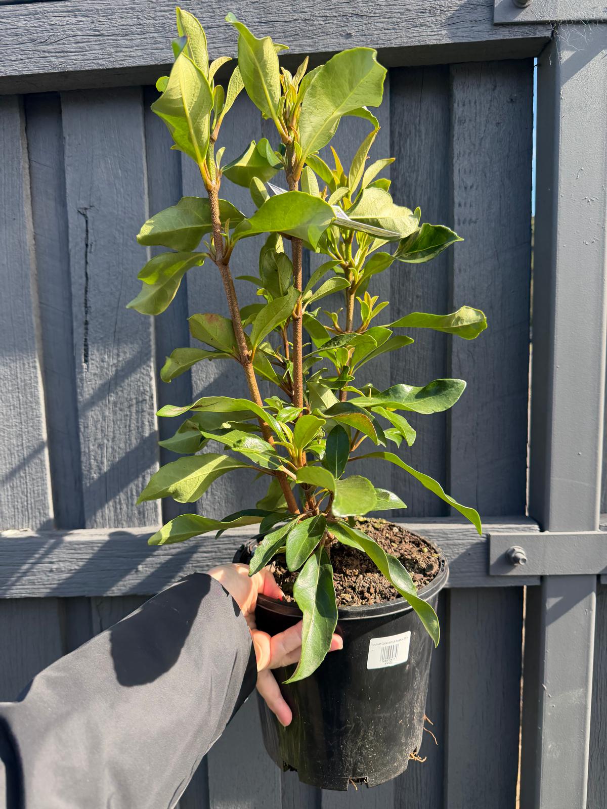 Viburnum odoratissimum ‘Awabuki’ (Sweet Viburnum) CLEARANCE
