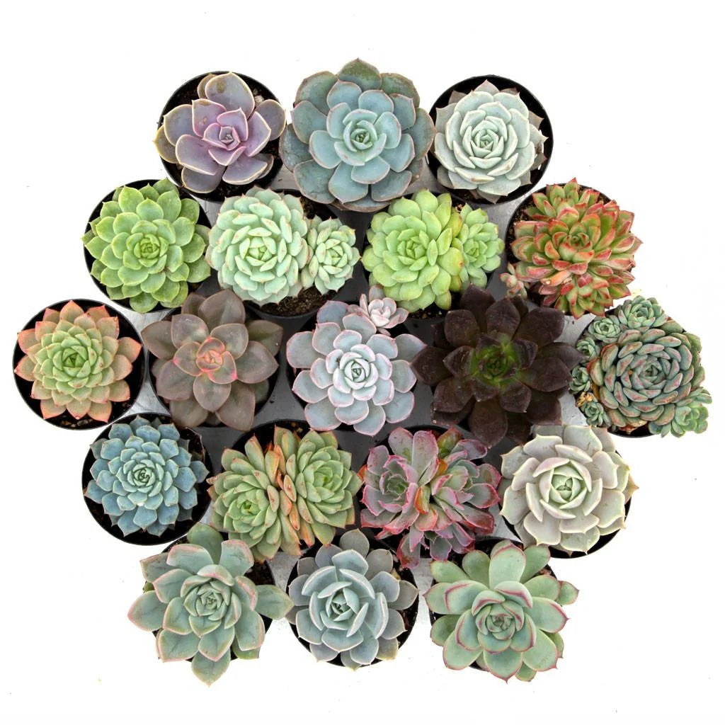 warehouse succulents Echeveria Assorted – Rosette Succulents for Pots & Rock Gardens