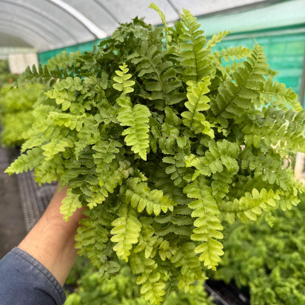 Nephrolepis Exaltata ‘Pom Pom’ (Pom Pom Boston Fern)