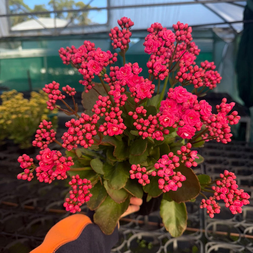 Kalanchoe blossfeldiana ‘Calandiva Turner’ (Calandiva Kalanchoe)