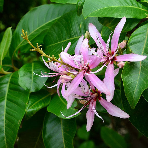 Calodendrum Capense (Cape Chestnut)
