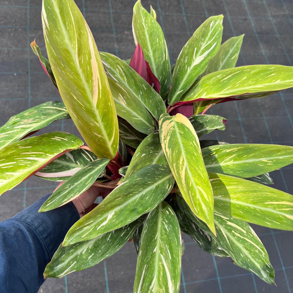 Stromanthe Sanguinea ‘Magic Star’ (Triostar Stromanthe)