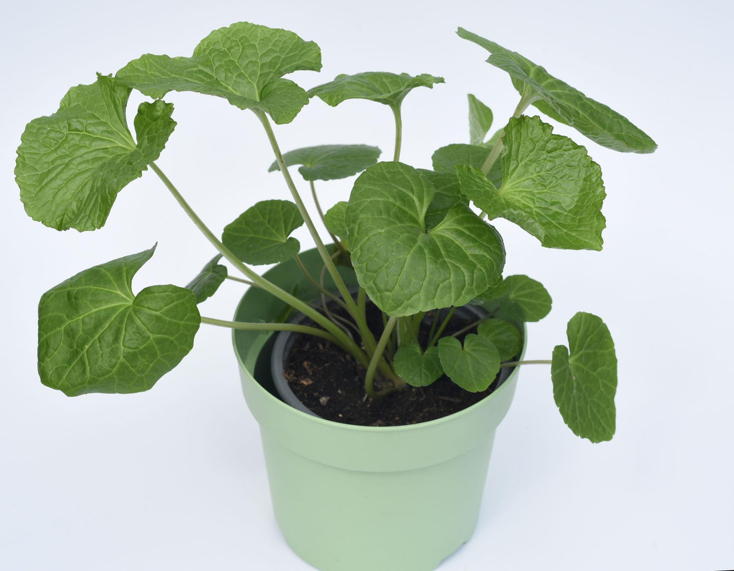 Eutrema Japonica (Wasabi)