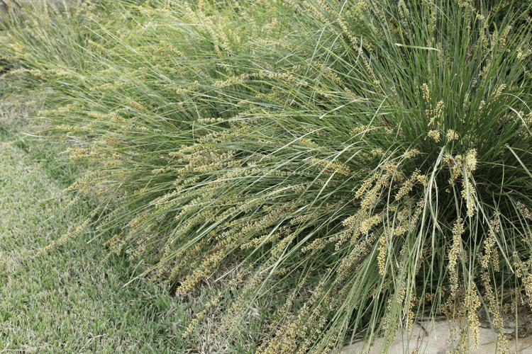Lomandra fluvitalis (ABU7) Shara™ (Shara Lomandra)