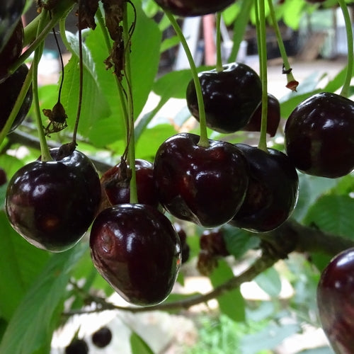 Cherry – Early Rivers (Prunus avium ‘Early Rivers’)