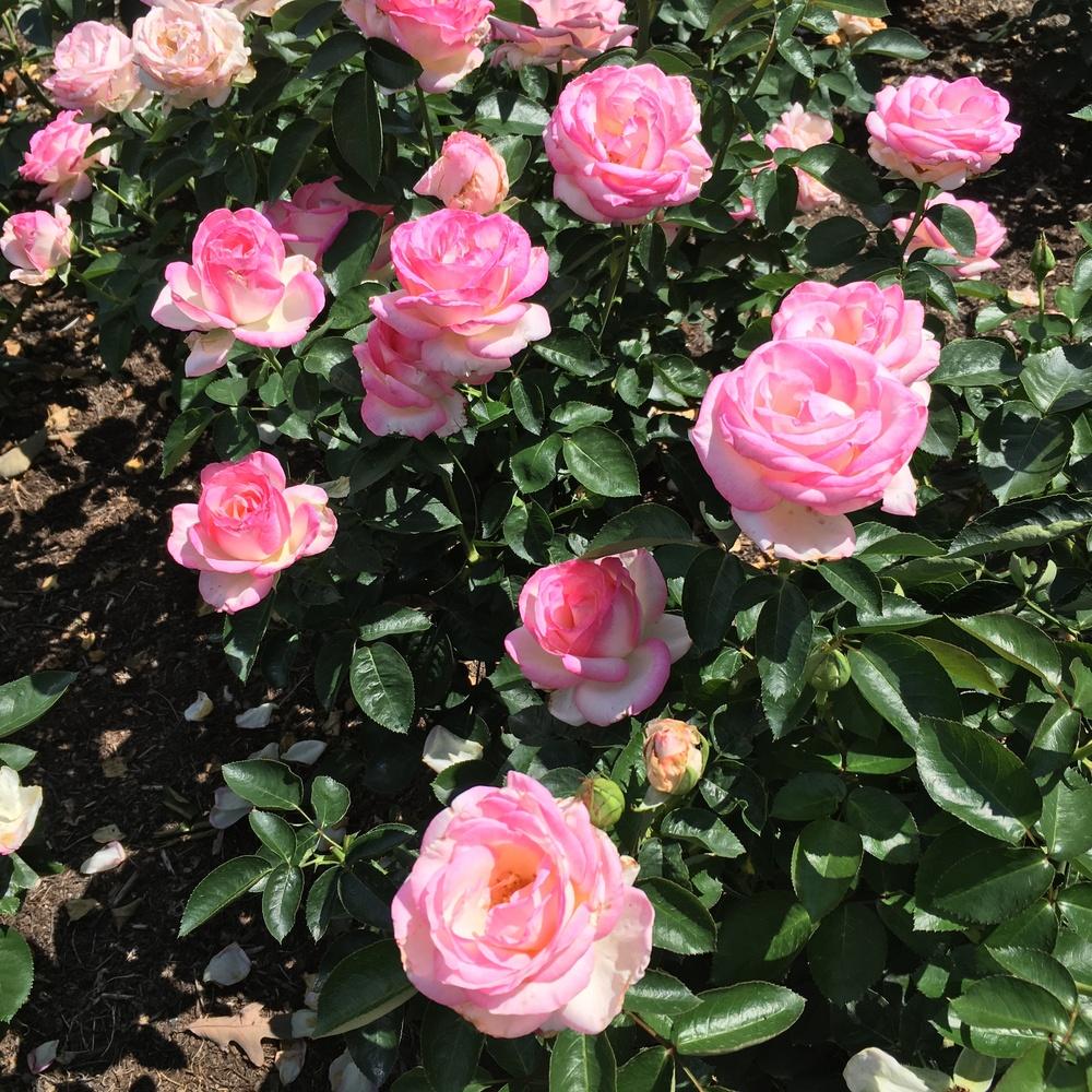 Rosa 'Princesse de Monaco' (Princesse de Monaco Hybrid Tea Rose)