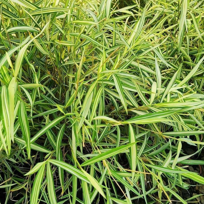Pogonatherum paniceum ‘Baby Panda Bamboo’ (Miniature Bamboo Grass)