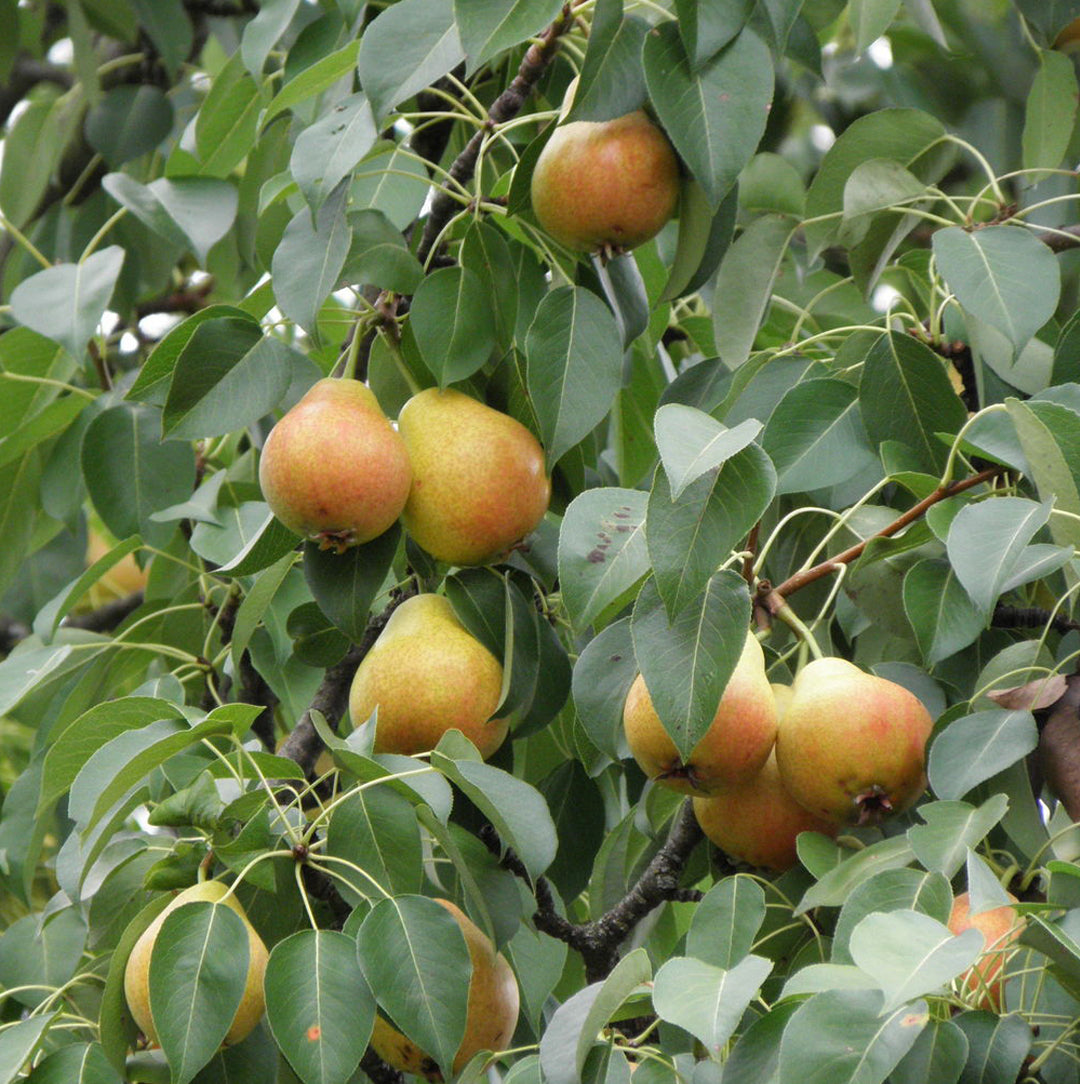 Pyrus Communis ‘Baby Face’ (Baby Face Pear)