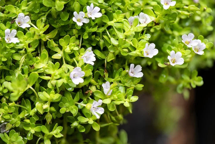 Bacopa monnieri – Brahmi / Memory Herb