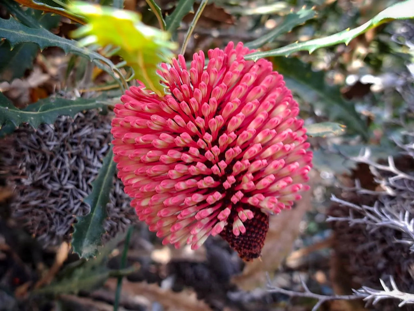 Banksia Caleyi (Caley’s Banksia)