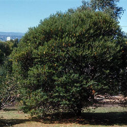 Banksia Marginata (Silver Banksia)