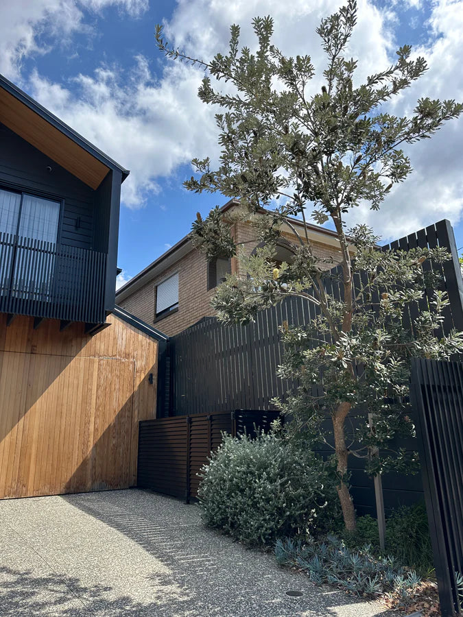 Mature Banksia Integrifolia tree planted in a front yard, adding structure and native charm to the landscape.