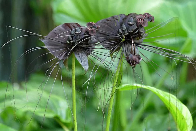 Tacca chantrieri (Black Bat Plant)
