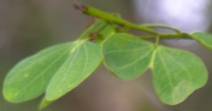 Bauhinia tomentosa (Yellow Bell Orchid Tree / Yellow Bauhinia)