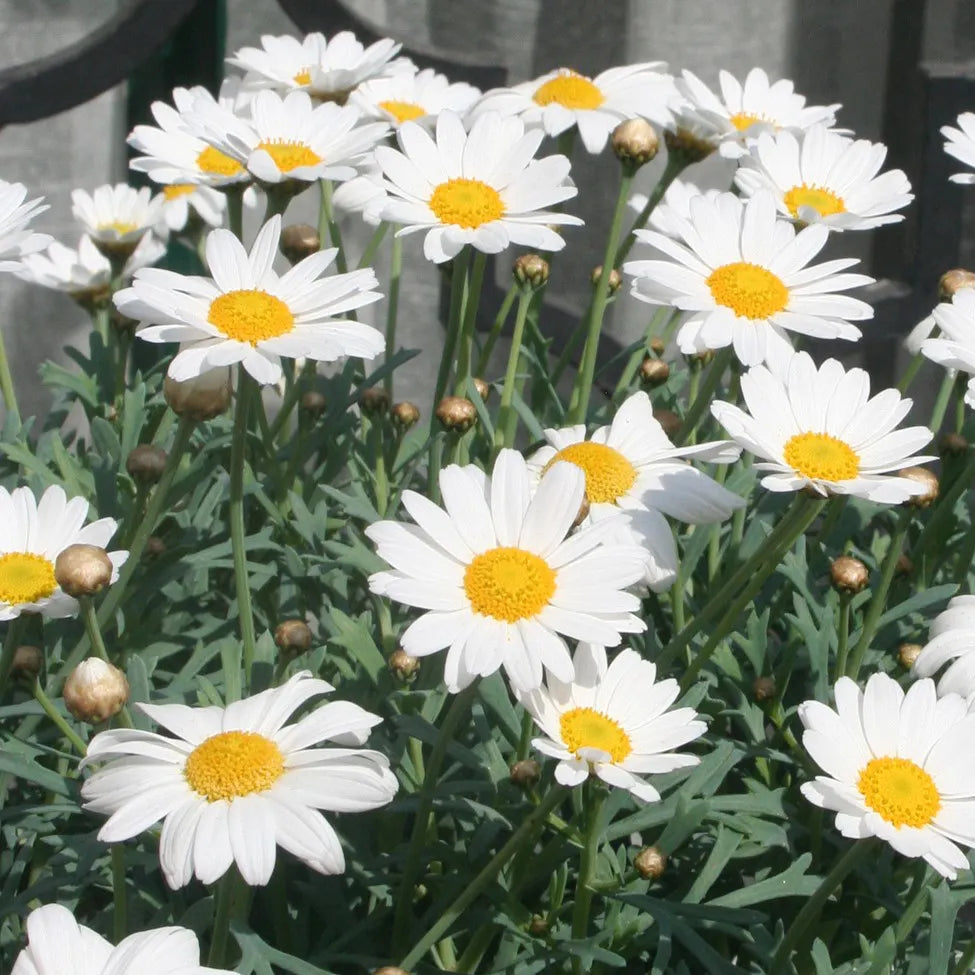Argyranthemum Polly (Marguerite, Paris Daisy)