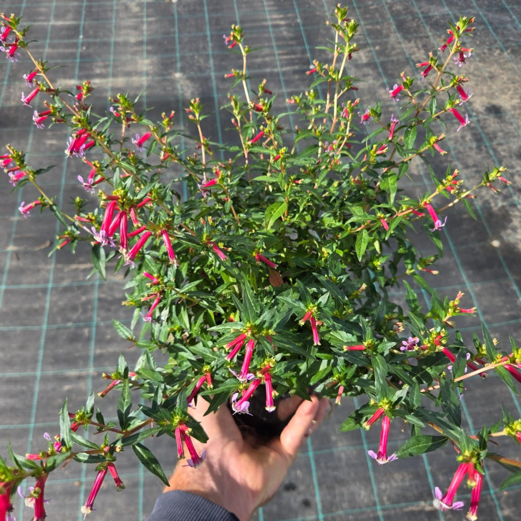 Cuphea ‘Sparkler Blueberry’ (Blackberry Sparkler)