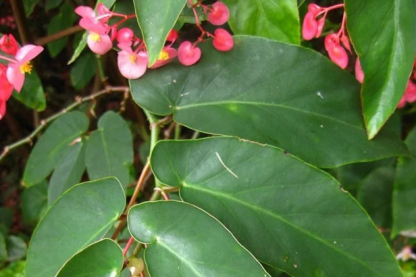 Begonia coccinea (Coral Begonia)