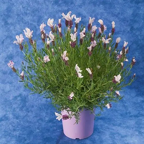 Lavandula stoechas (Lavender - Bella™ Rouge)