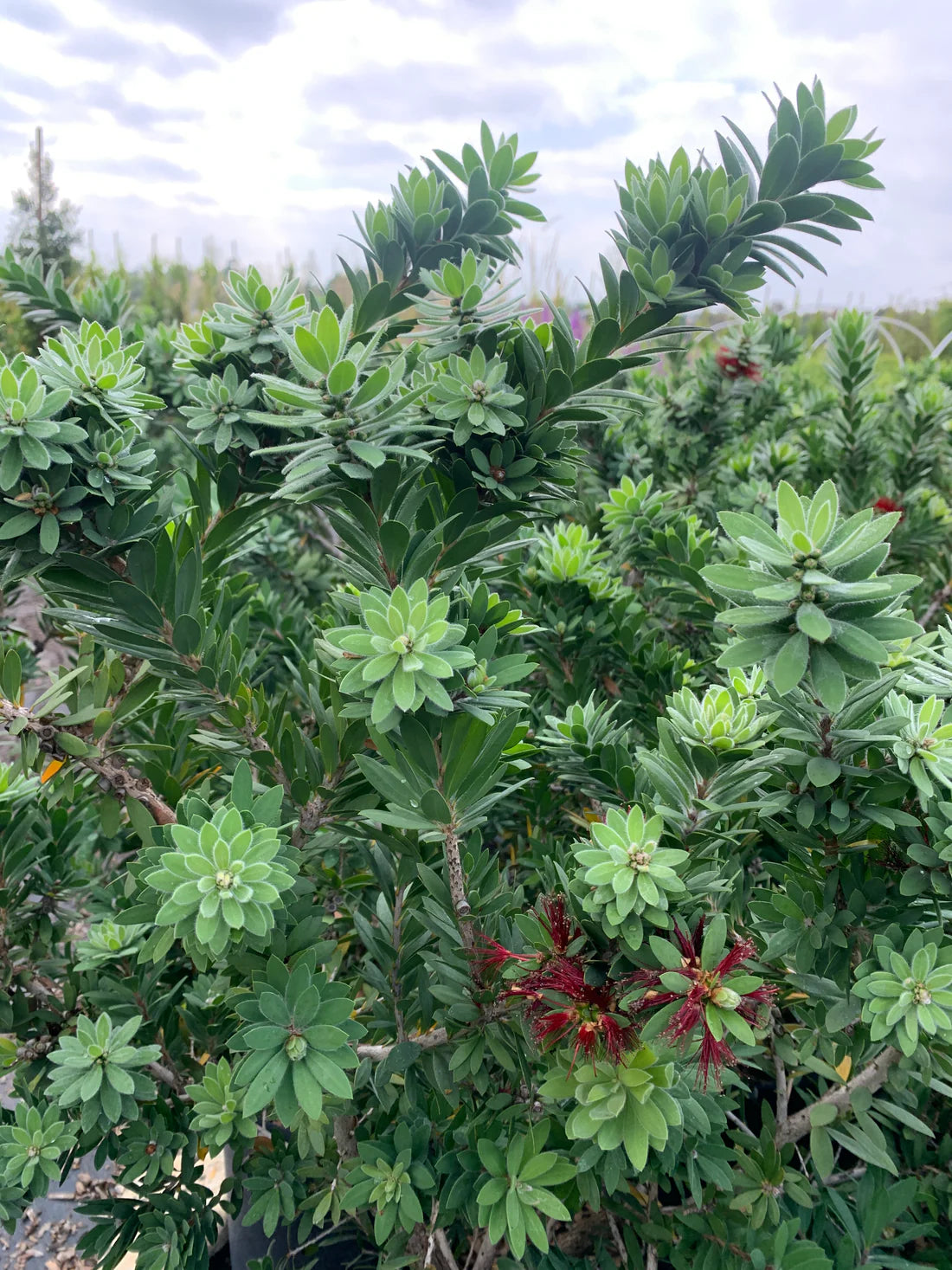Callistemon viminalis ‘LJ1’ Better John™ (Dwarf Bottlebrush)
