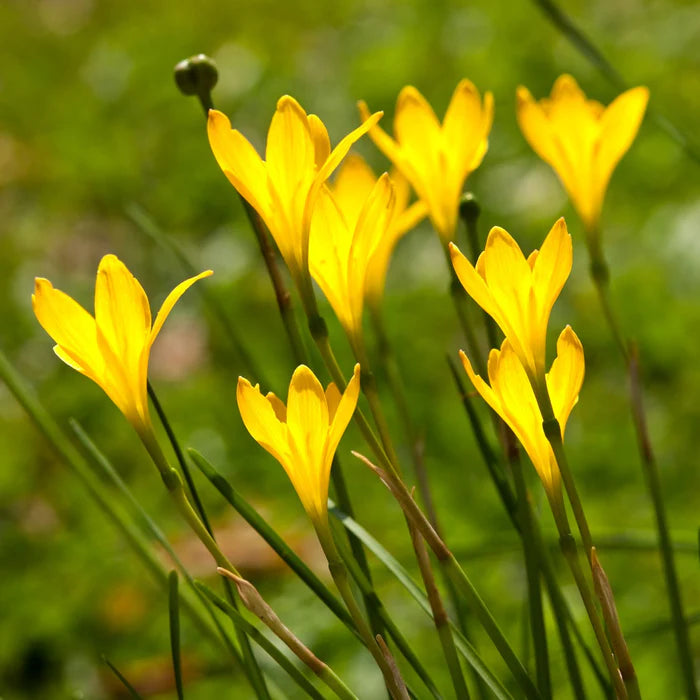 yellow rain lily flower Yellow Rain Lily – Bright Yellow Flowers