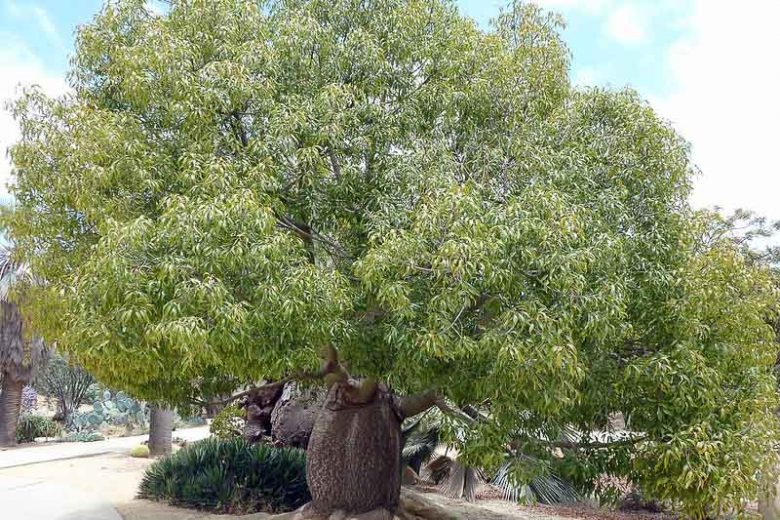 Brachychiton Rupestris (Bottle Tree)