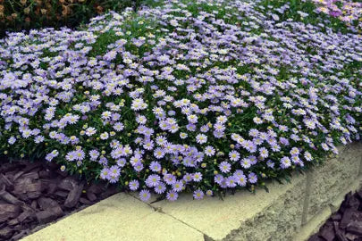 Brachyscome Mauve Delight (Brachyscome multifida)