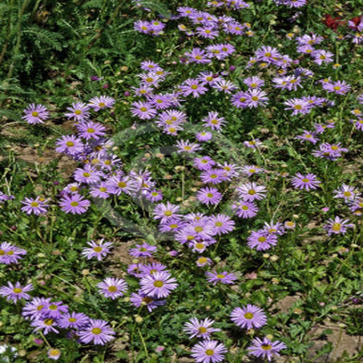 Brachyscome multifida ‘Jumbo Mauve’ – Mauve Native Daisy