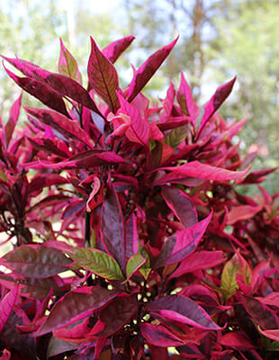 Alternanthera Dentata (Brazilian Red) PBR (Brazilian Red Hots™)