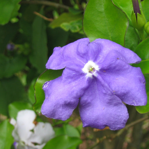 Brunfelsia latifolia ‘Compact Form’ (Yesterday-Today-and-Tomorrow)