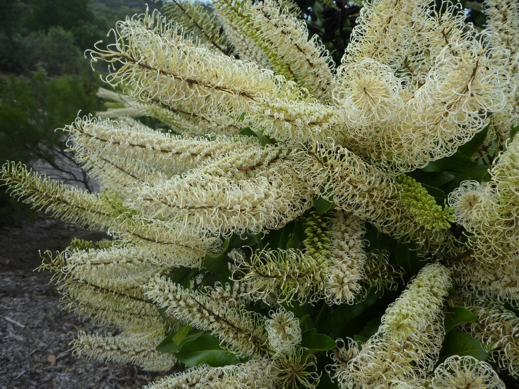 Buckinghamia Celsissima (Ivory Curl Tree / Queensland Laurel)