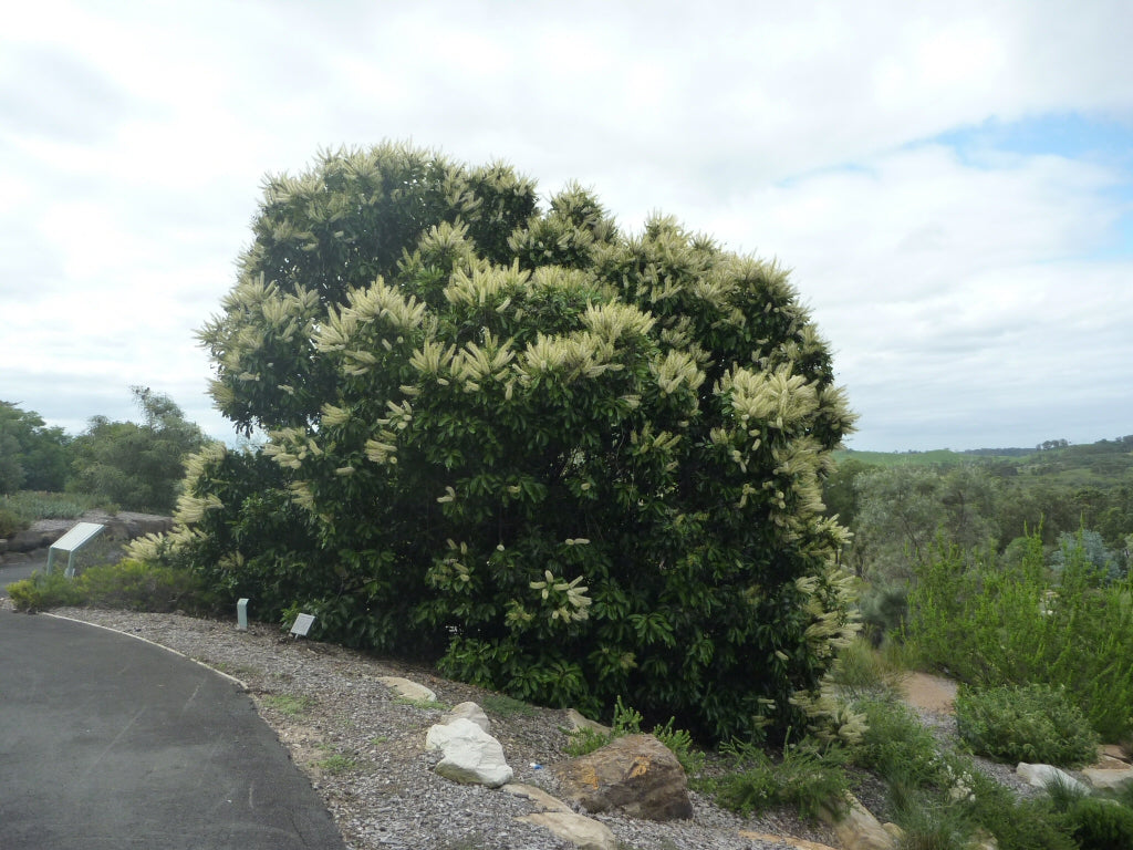 Buckinghamia Celsissima (Ivory Curl Tree / Queensland Laurel)